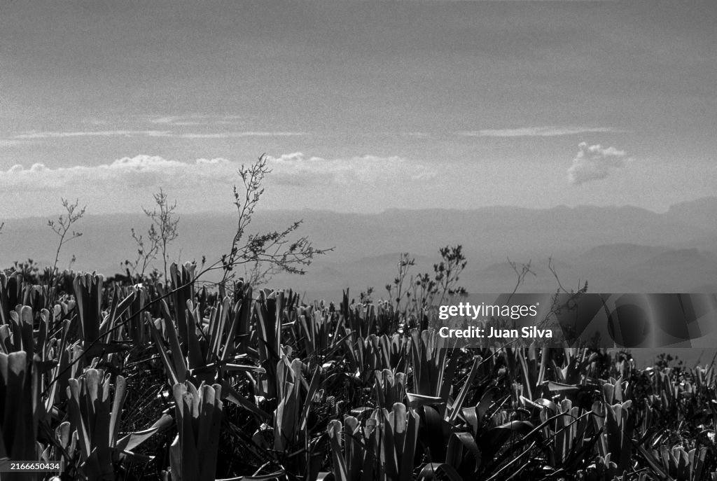 Bromelia plant on top of the Cerro Autana, in the Amazonas State rain forest, Venezuela