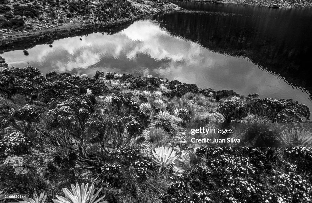 Pond on the Sierra Nevada National Park in Merida State, Venezuela