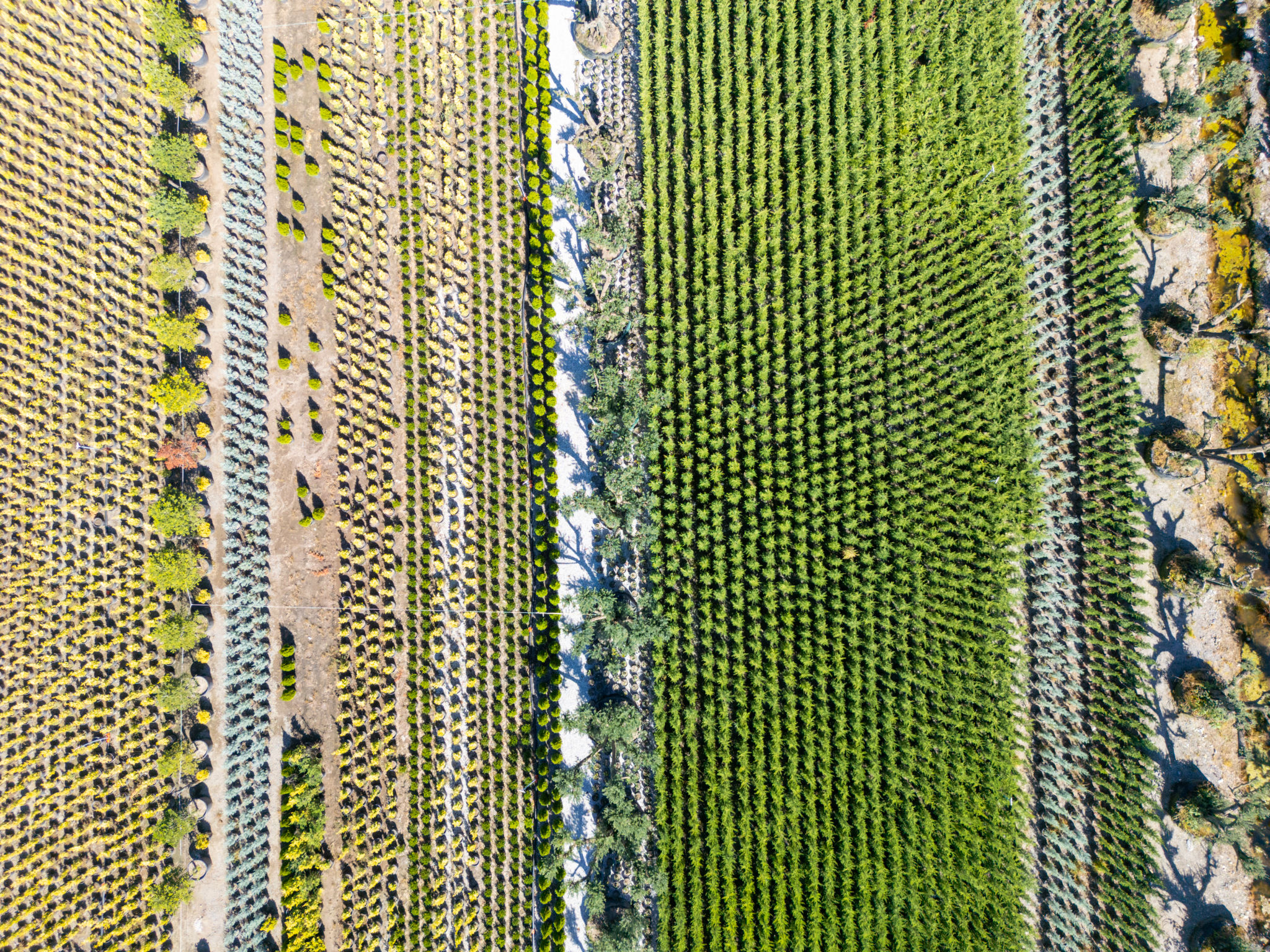 trees farmland