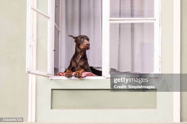 the dog sits on the shutter in the window and watches people on the street. - doberman pinscher stock pictures, royalty-free photos & images