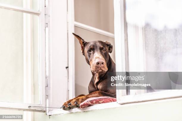 the dog sits on the shutter in the window and watches people on the street. - doberman pinscher stock pictures, royalty-free photos & images