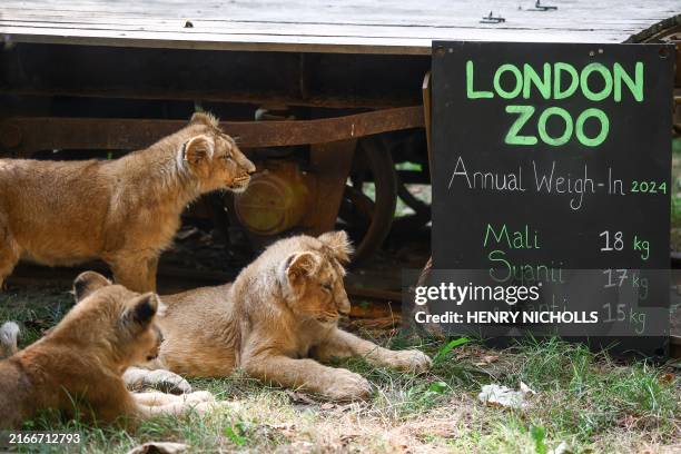 Asiatic lion cubs Mali, Syanii and Shanti react in their enclosure during the annual weigh-in photocall at London Zoo, in London, on August 19, 2024.