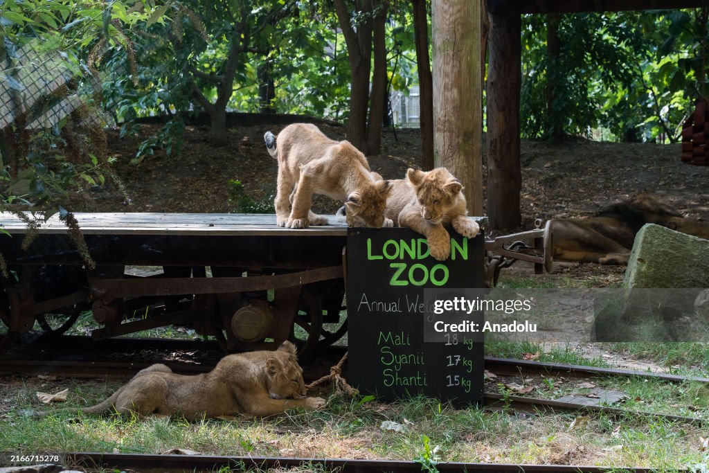 Annual Weigh-in at London Zoo