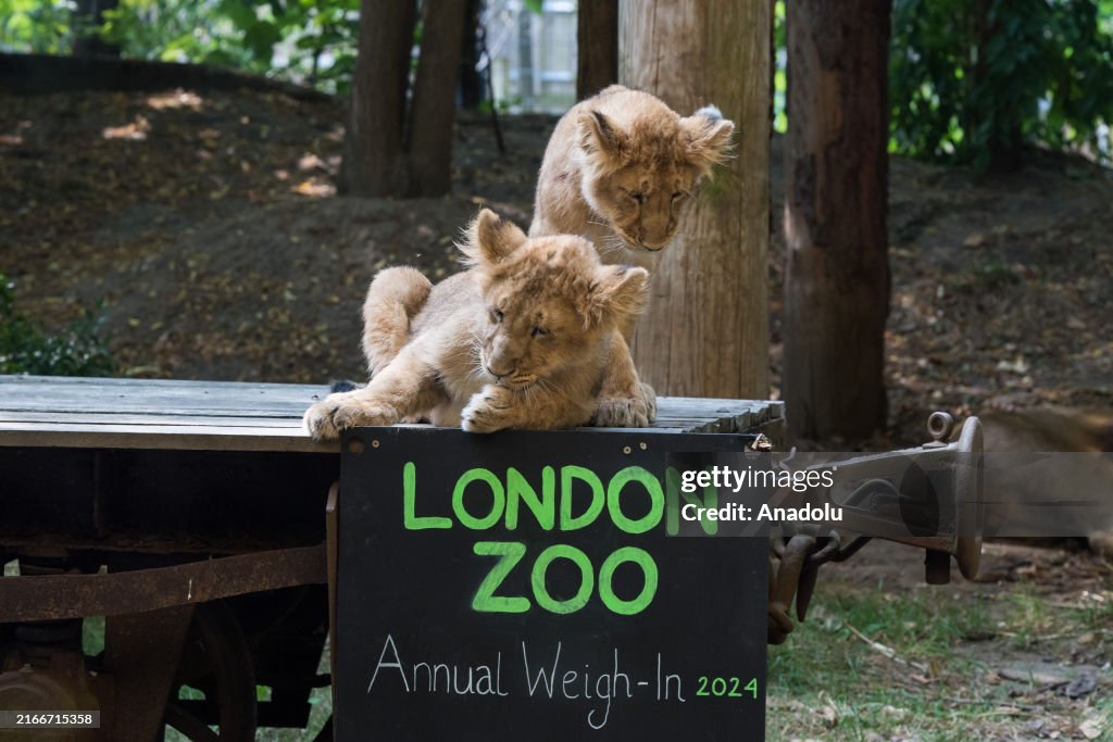 Annual Weigh-in at London Zoo