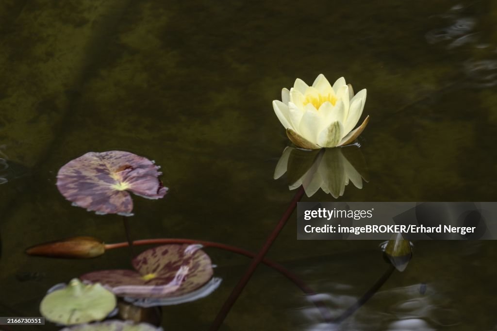 Water lily (Nymphaea), Emsland, Lower Saxony, Germany, Europe