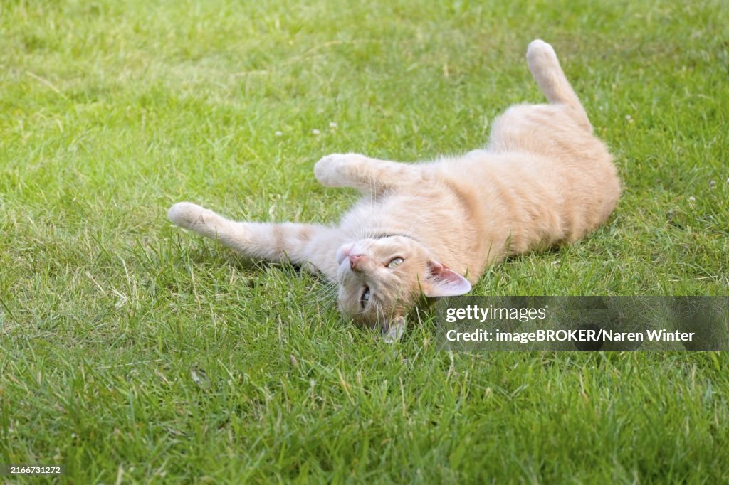 Ginger colored cat lying relaxed on the green grass in the garden, animal theme, copy space, selected focus, narrow depth of field