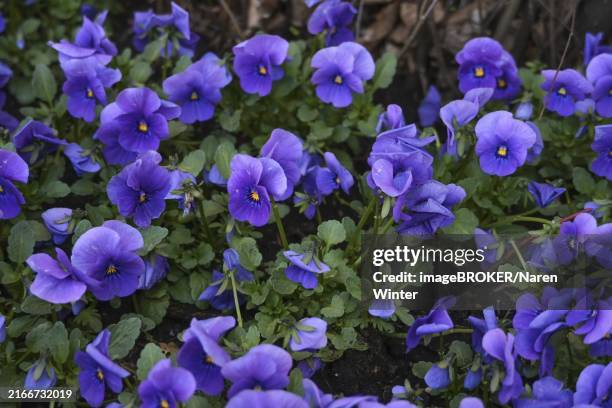 Spring Planting With A Lot Of Blueviolet Horned Pansy In A Flower Bed In The Garden Copy Space Selected Focus Narrow Depth Of Field High-Res Stock Photo