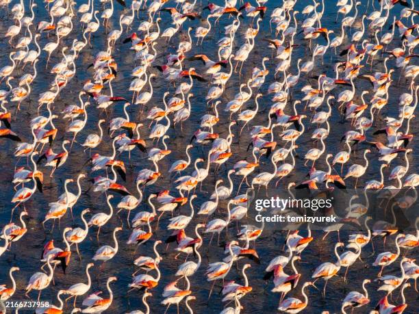 flamingos on lake - soggy dry lake stock pictures, royalty-free photos & images