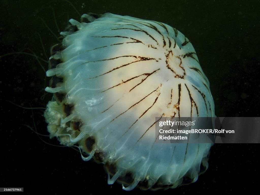 Compass jellyfish (Chrysaora hysoscella) in dark water. Dive site Renvyle, Co. Galway, Irish Sea, North Atlantic, Ireland, Europe