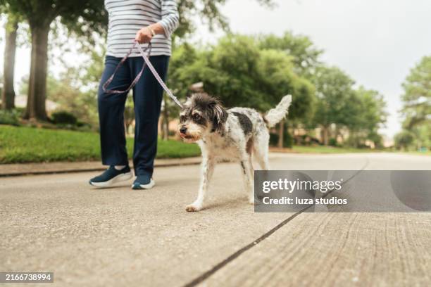 a senior woman walking her dog - levar cão a passear imagens e fotografias de stock