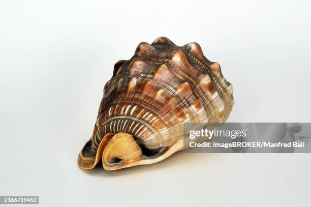 Cypracassis Rufa 22 Cypraecassis Rufa Stock Photos, High-Res Pictures, and Images ...