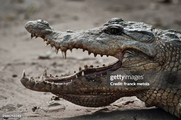 nile crocodile ( gambia) - bocca di animale foto e immagini stock