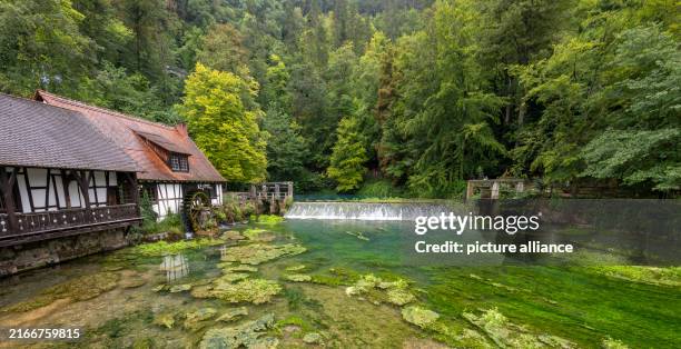 August 2024, Baden-Württemberg, Blaubeuren: The water from the Blautopf drives the water wheel of the historic hammer mill. The water emerges from a...