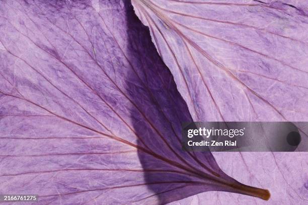 two purple crape myrtle petals overlapping with back lighting - petal texture stock pictures, royalty-free photos & images