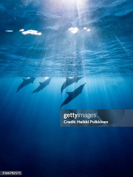 a group of wild dolphins reaching for the surface in indian ocean in mauritius, africa. - dolphin stock pictures, royalty-free photos & images
