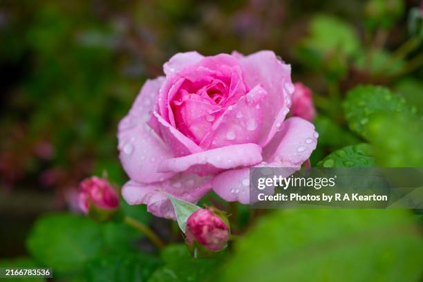 rosa 'mum in a million' flower in summer - rainy day uk stock pictures, royalty-free photos & images