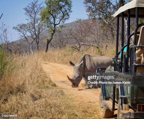 rhino road block - grote-vijf-wilde-dieren stockfoto's en -beelden