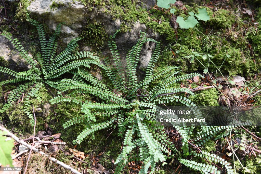 Asplenium trichomanes