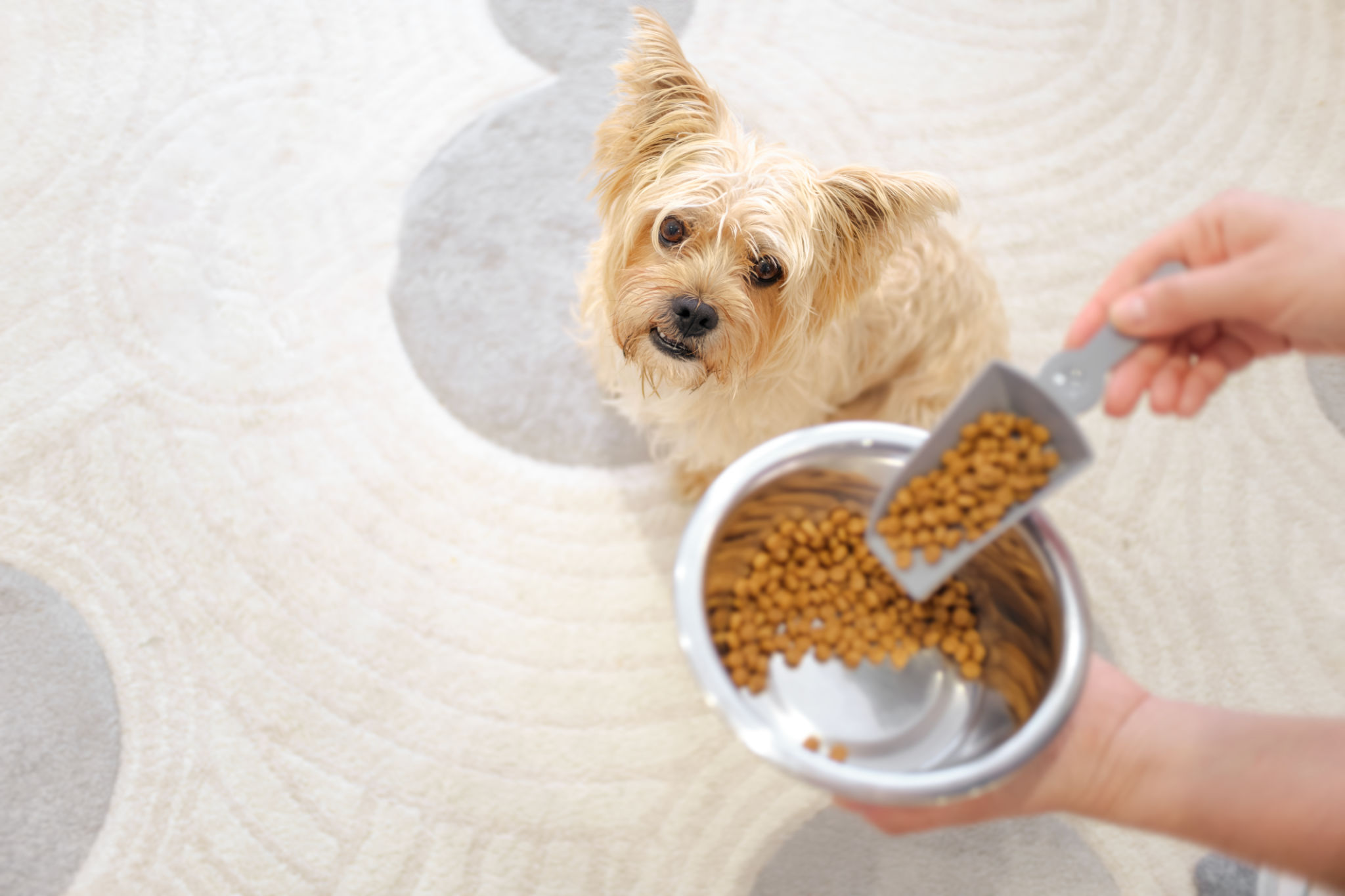 pet nutrition