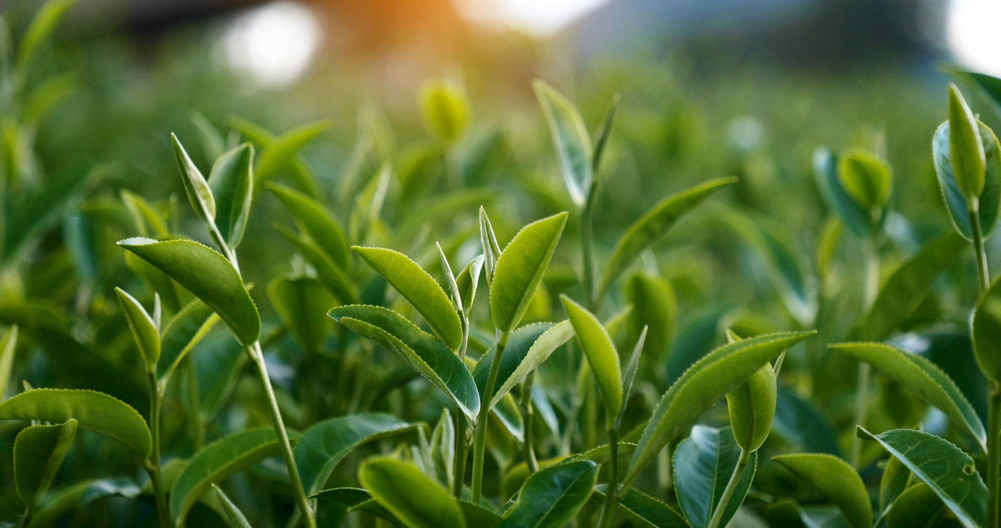 green tea leaves