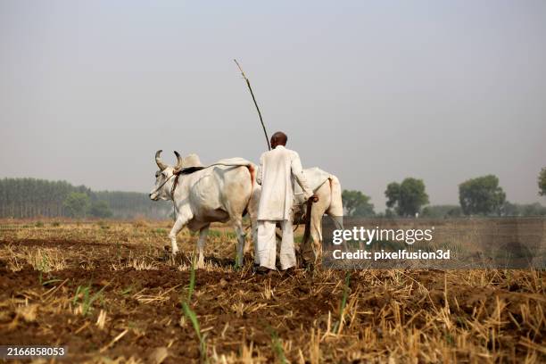 farmer ploughing field - developing countries poverty stock pictures, royalty-free photos & images
