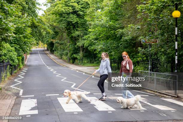 zwei frauen überqueren sicher mit ihren hunden die straße - hartlepool stock-fotos und bilder