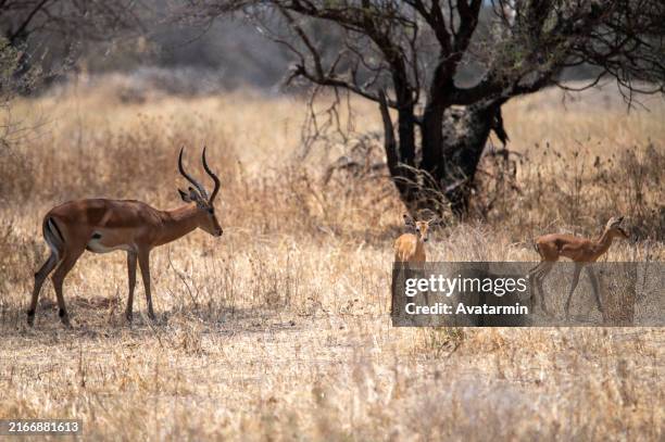 antilopes in serengeti national park in tanzania - africa - tanzanian currency stock pictures, royalty-free photos & images