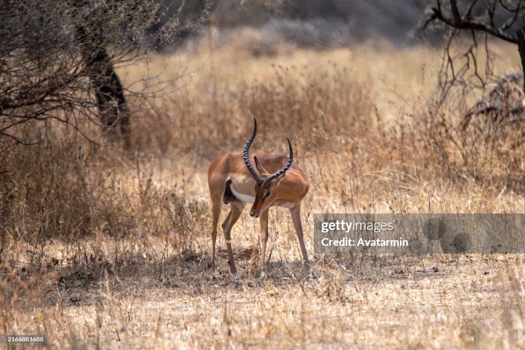 Antilopes in Serengeti national park in Tanzania - Africa