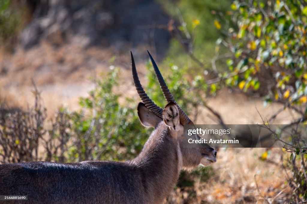Antilopes in Serengeti national park in Tanzania - Africa