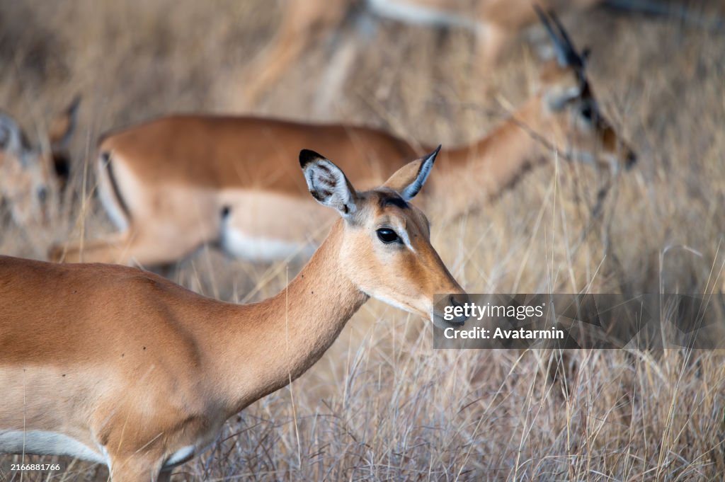Antilopes in Serengeti national park in Tanzania - Africa