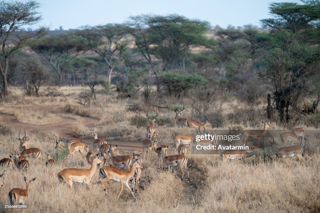 Antilopes in Serengeti national park in Tanzania - Africa