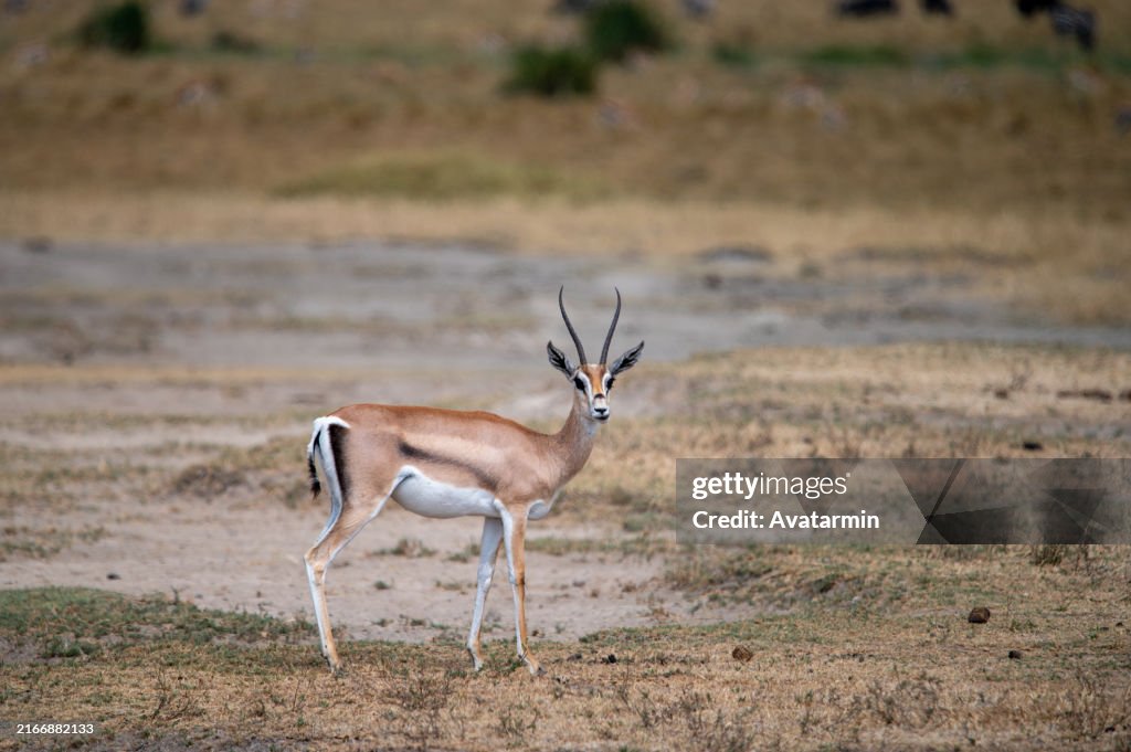 Antilopes in Serengeti national park in Tanzania - Africa