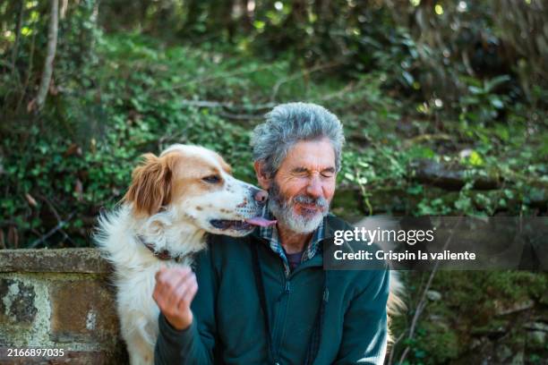 the affectionate dog greets its owner happily - vorruhestand stock-fotos und bilder