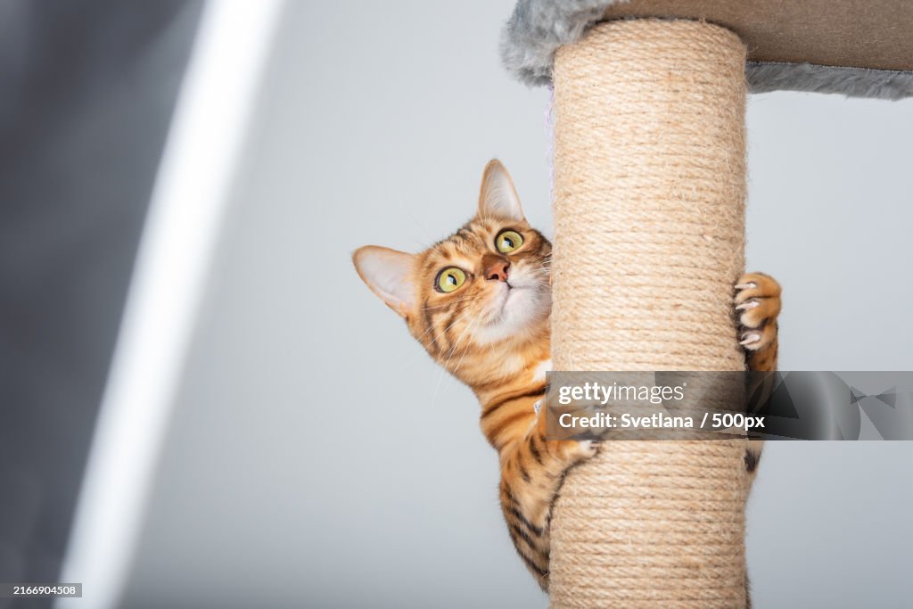 A domestic cat climbs up a cat pole