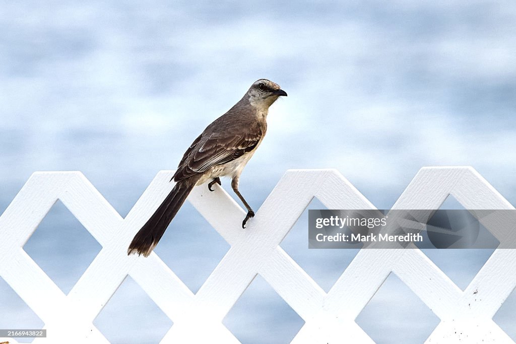 Tropical Mockingbird, Trinidad