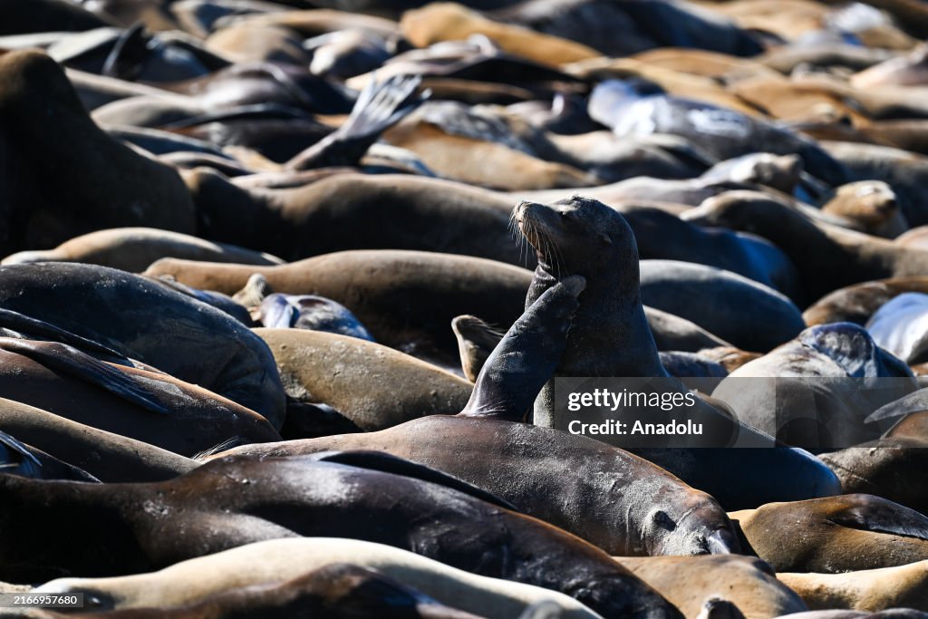 Invasion of sea lions in Monterey of California