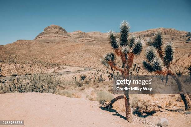 joshua trees standing tall in a vast, arid desert landscape under a clear blue sky. - sudoeste dos estados unidos imagens e fotografias de stock