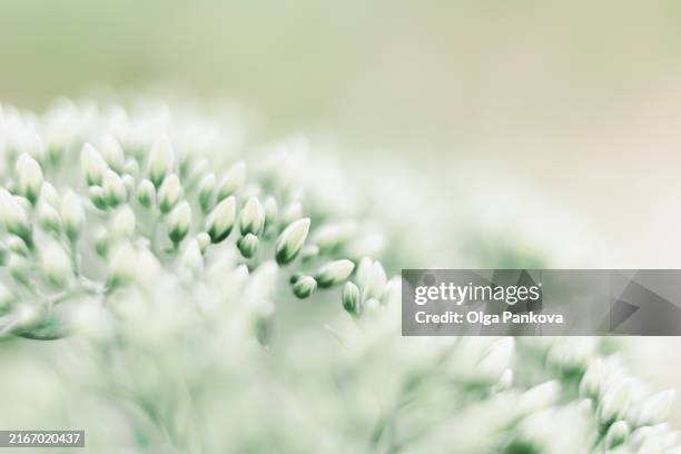 apiaceae/umbelliferae flower macro close-up - white flower stock pictures, royalty-free photos & images