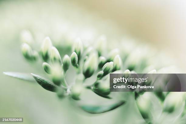 apiaceae/umbelliferae flower macro close-up - verde estágio de flora - fotografias e filmes do acervo