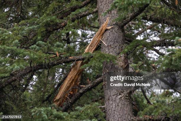 Tree Lightning Exploded 68 White Lightning Bolt Stock Photos, High-Res Pictures, and Images ...