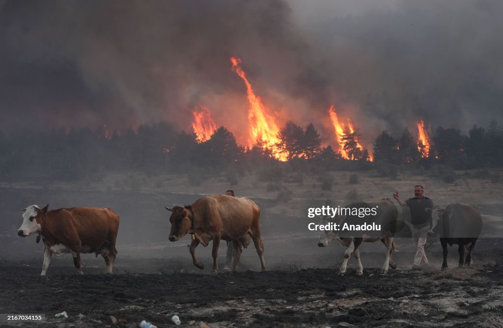 Efforts continue to extinguish the forest fire in Ankara and Bolu