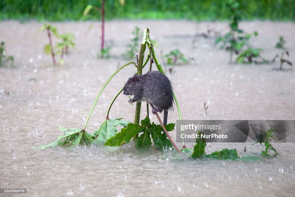 Flood In Bangladesh