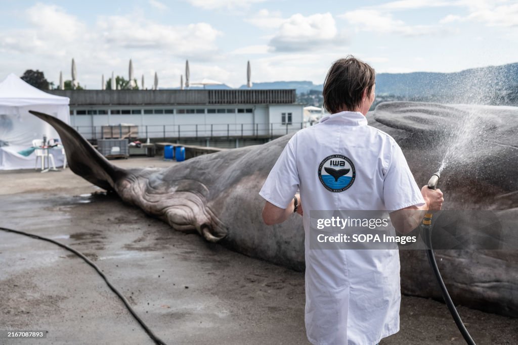 Stranded Whale Art Installation in Zurich