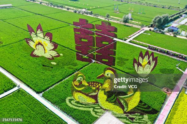 Aerial view of 3D paddy field paintings at Shenbei New Area on August 17, 2024 in Shenyang, Liaoning Province of China.