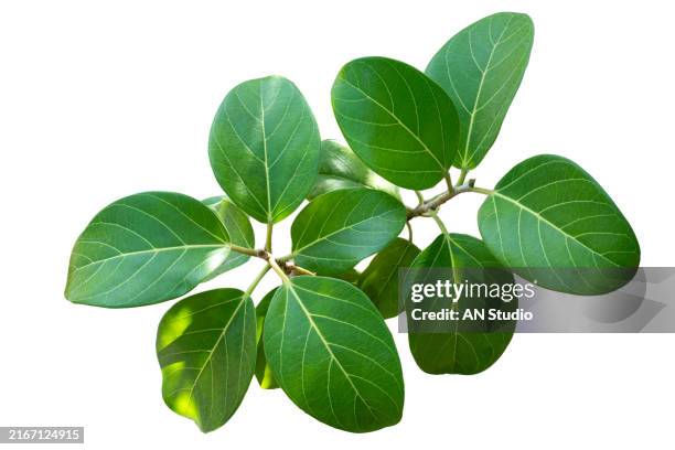 green leaf texture isolated on white background. green leaves pattern background. natural background and wallpaper - tropische blätter stock-fotos und bilder