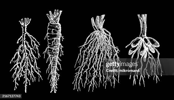 old engraved illustration of botany, roots of plants - rhizome foto e immagini stock