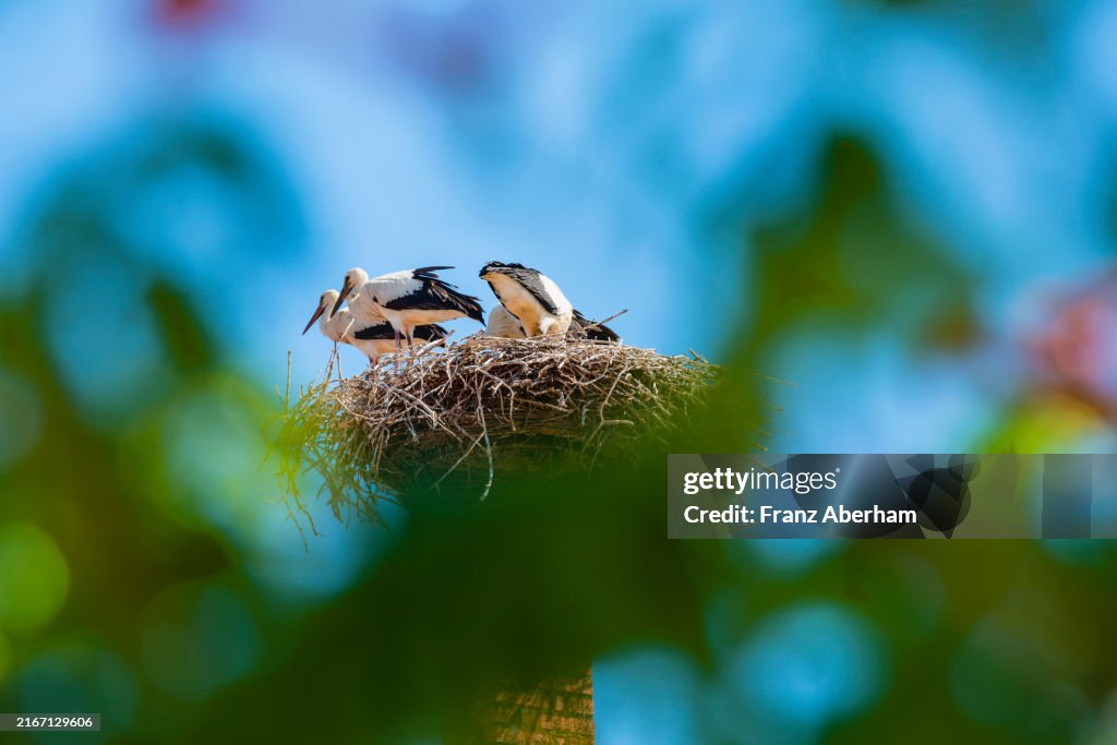 Young storks on chimney
