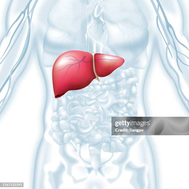 ilustraciones, imágenes clip art, dibujos animados e iconos de stock de hígado humano - hígado humano