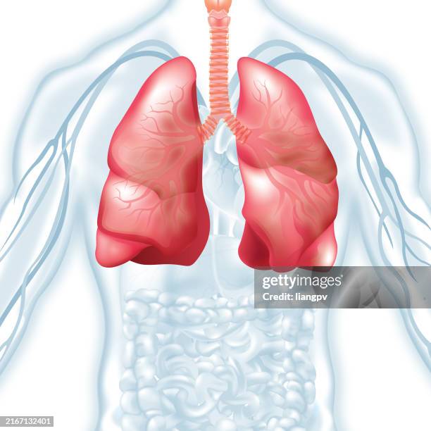human lung - bronchitis stock illustrations