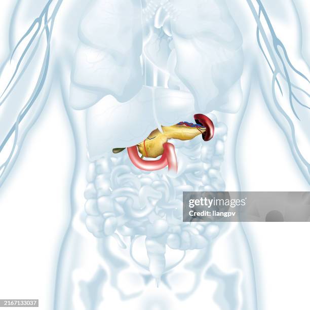 ilustraciones, imágenes clip art, dibujos animados e iconos de stock de páncreas humano - duodeno